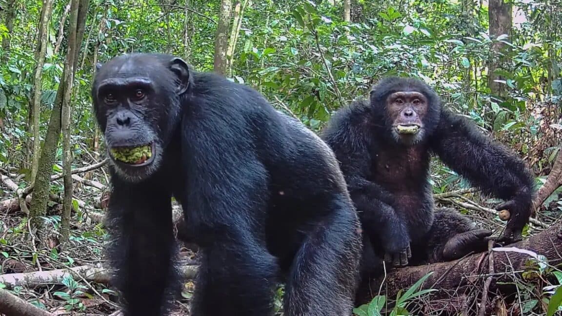 Chimpancés y Polarización: Un Protocolo Científico para la Salud Socia