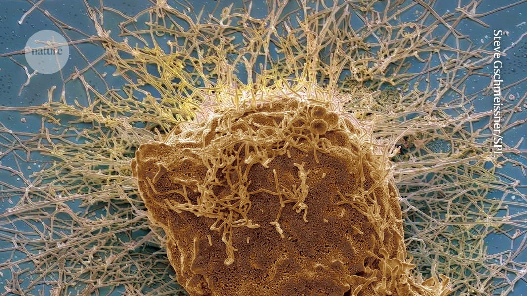 Longevity: Unlock Nasal Immune Memory for Health and Resilience