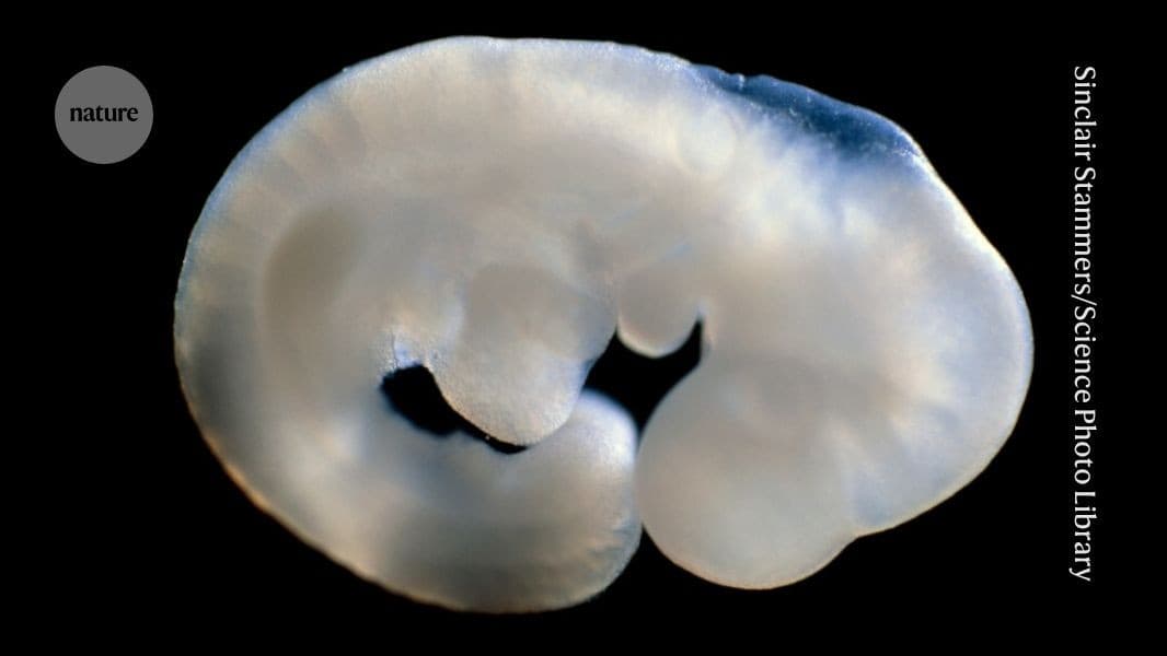 Sex Determination Breakthrough: How Non-Coding DNA Unlocks Biological 