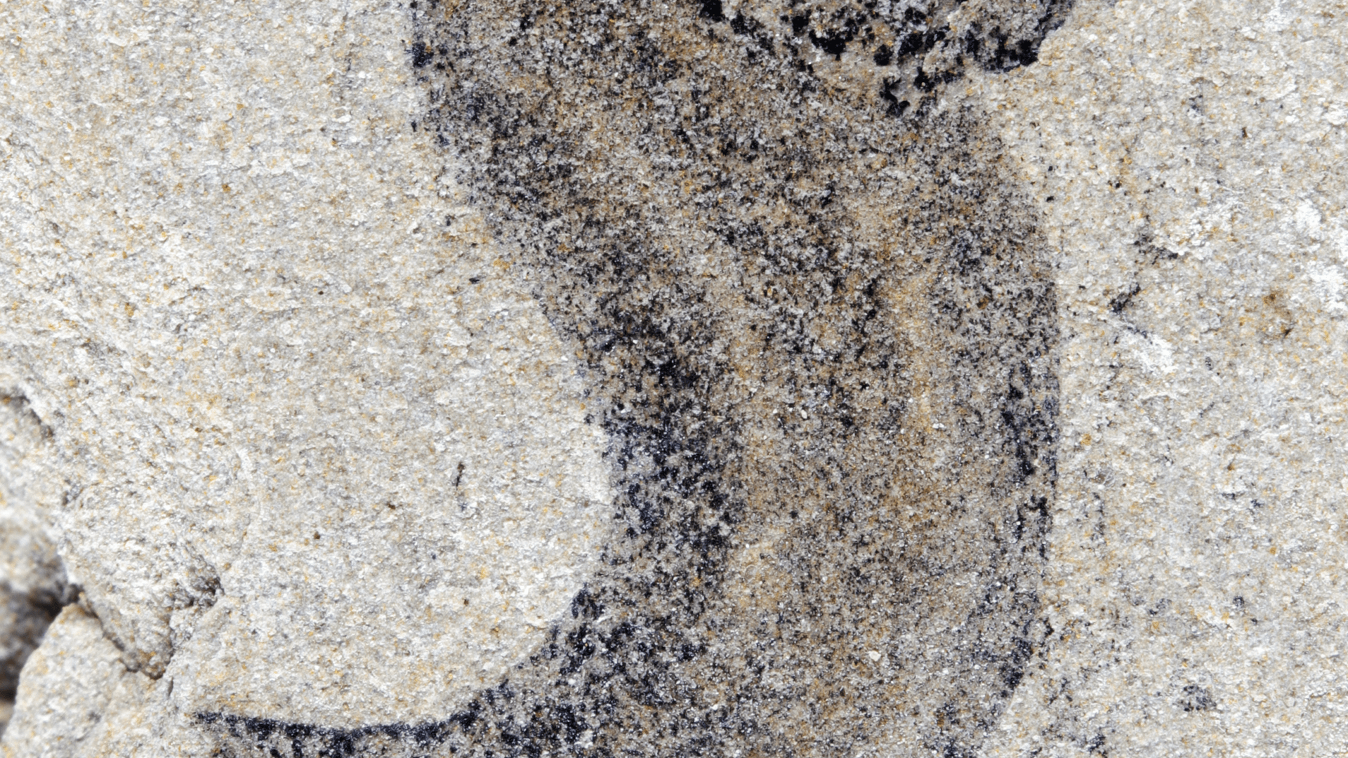 Longevidad: Descubrimiento Fósil Revela Protocolo Evolutivo para Cambi