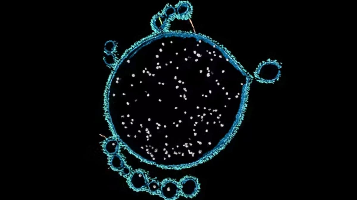 Longevidad: El Descubrimiento en Shark Bay Revela los Secretos Evoluti